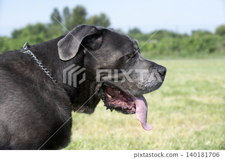 obedience training with a cane corso 140181706