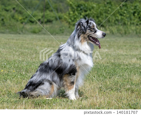 training of australian shepherd training of australian shepherd 140181707