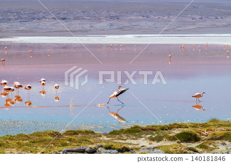 Serene flamingos wading in red water of Laguna Colorada Bolivia 140181846