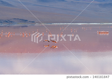 Peaceful flamingo reflection in Laguna Colorada red lake in Bolivia Peaceful flamingo reflection in Laguna Colorada red lake in Bolivia 140181847