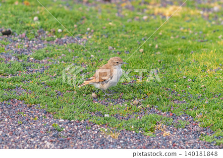 Peaceful small brown sparrow foraging on patch of green grass Peaceful small brown sparrow foraging on patch of green grass 140181848