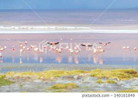 Serene pink flamingos flying over colorful Laguna Colorada Bolivia 140181849