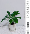 白色花盆裡的室內植物 140181964