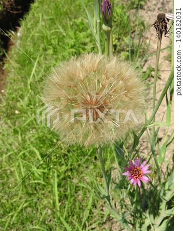 Large, fluffy seed heads of the perennial plant "Baramonjin" (a member of the Asteraceae family). Large, fluffy seed heads of the perennial plant "Baramonjin" (a member of the Asteraceae family). 140182031
