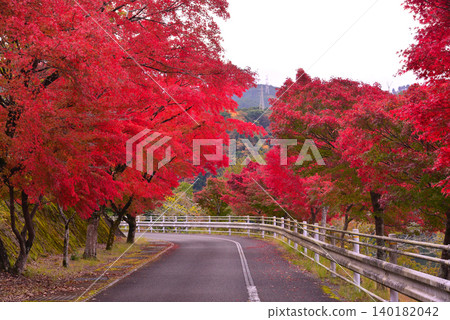 Autumn leaves of Lake Tanzawa 140182042