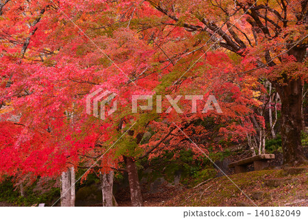 Autumn leaves of Lake Tanzawa Autumn leaves of Lake Tanzawa 140182049