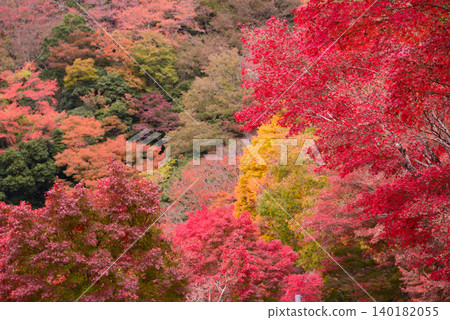 Autumn leaves of Lake Tanzawa Autumn leaves of Lake Tanzawa 140182055