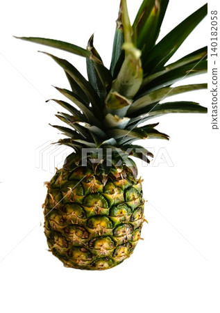 白背菠蘿 140182058