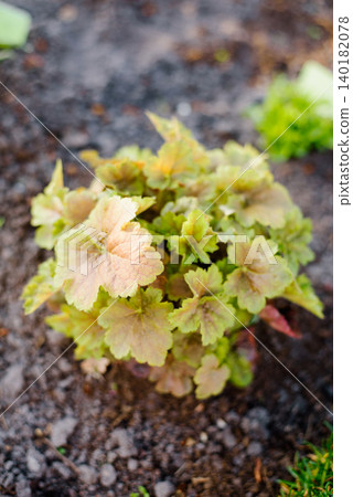 Small Heuchera Miracle Foliage Growing in Natural Dirt Ground Outdoors 140182078