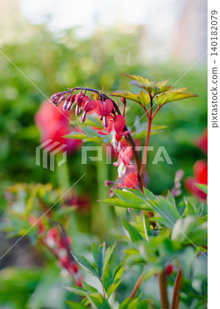 Dark Red Valentine Bleeding Heart Flowers on Branch Dark Red Valentine Bleeding Heart Flowers on Branch 140182079