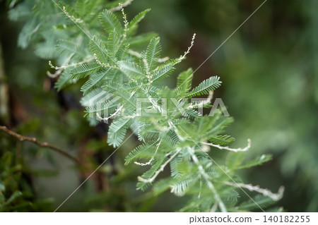 Buds of mimosa Buds of mimosa 140182255