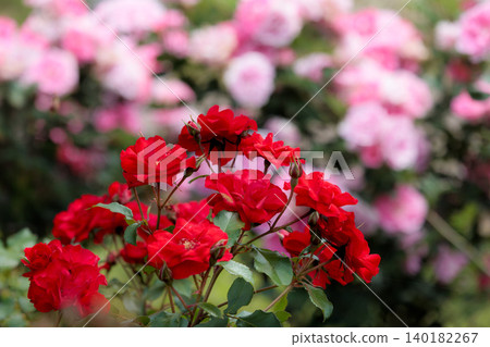 Colorful roses that heal the hearts of many people Colorful roses that heal the hearts of many people 140182267