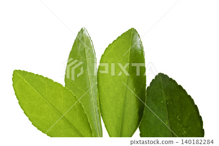 Green tea leaves isolated on white background Green tea leaves isolated on white background 140182284