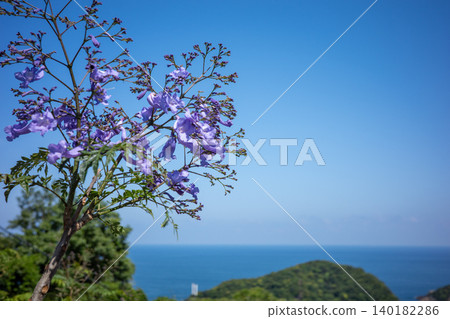 Jacaranda Jacaranda 140182286