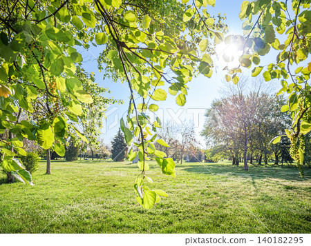 Sunlight through green tree branches over park meadow landscape 140182295