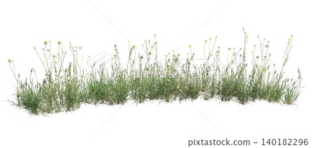 Wild grass and flowers isolated on white background Wild grass and flowers isolated on white background 140182296