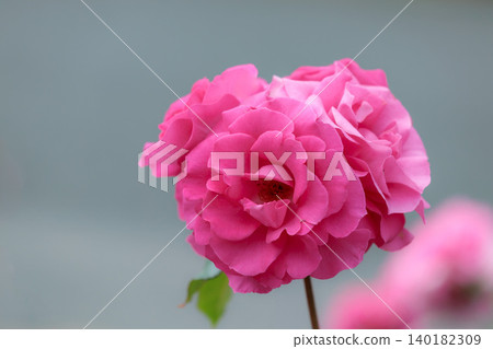 Colorful roses that heal the hearts of many people Colorful roses that heal the hearts of many people 140182309