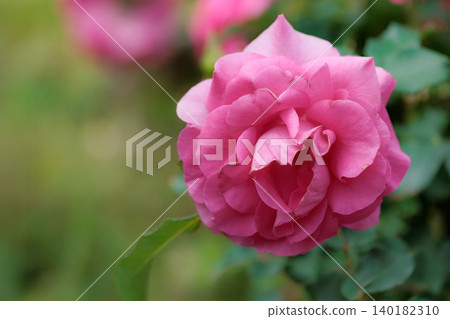 Colorful roses that heal the hearts of many people Colorful roses that heal the hearts of many people 140182310