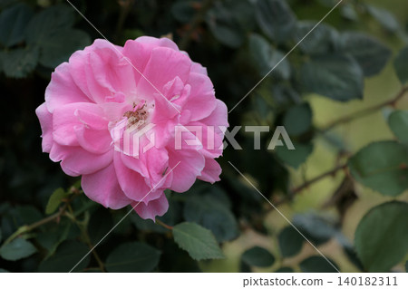 Colorful roses that heal the hearts of many people Colorful roses that heal the hearts of many people 140182311