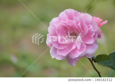 Colorful roses that heal the hearts of many people Colorful roses that heal the hearts of many people 140182312