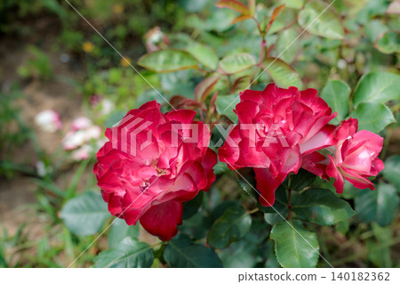 Colorful roses that heal the hearts of many people Colorful roses that heal the hearts of many people 140182362
