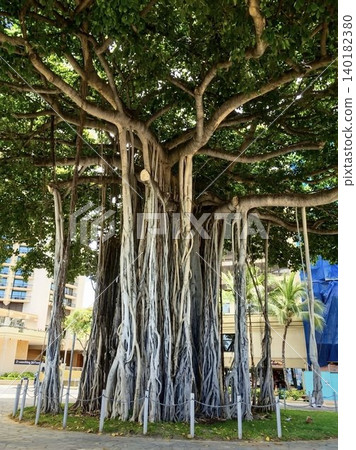 A gigantic banyan tree with an overwhelming presence stands around Waikiki, Hawaii. 140182380
