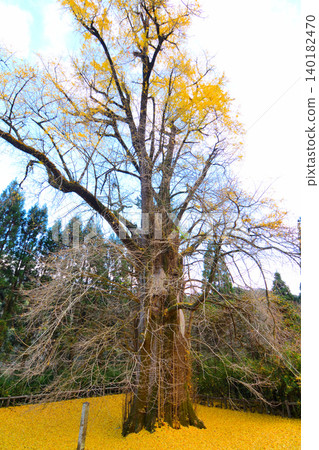 Ginkgo trees of Torikawa 140182470