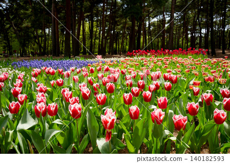 Tulip field Tulip field 140182593