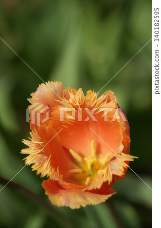 Tulip field Tulip field 140182595