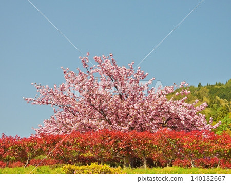 Cherry blossoms in full bloom and a hedge of red photinia stand out against the blue sky. Cherry blossoms in full bloom and a hedge of red photinia stand out against the blue sky. 140182667