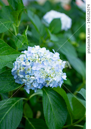 A close-up photo of hydrangeas with a blurred background, depicting a scene from early summer with blue hydrangeas in bloom. A close-up photo of hydrangeas with a blurred background, depicting a scene from early summer with blue hydrangeas in bloom. 140182674
