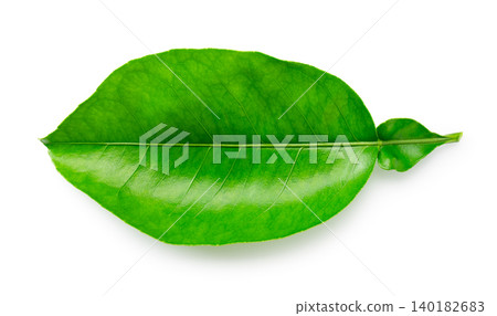 一片鮮豔的綠色葉子,白色背景,清晰可見葉脈紋理。可作為摳圖素材。 一片鮮豔的綠色葉子,白色背景,清晰可見葉脈紋理。可作為摳圖素材。 140182683