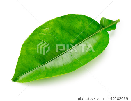 A single green leaf isolated against a white background, with soft shadows, horizontal orientation, cut-out material. A single green leaf isolated against a white background, with soft shadows, horizontal orientation, cut-out material. 140182689