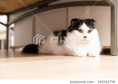 Scottish Fold indoors Scottish Fold indoors 140182756