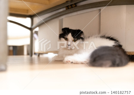 Scottish Fold indoors Scottish Fold indoors 140182757