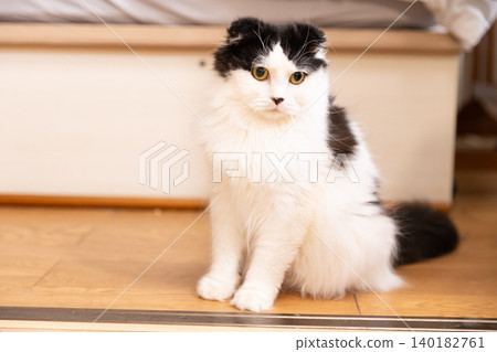 Scottish Fold indoors Scottish Fold indoors 140182761