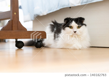 Scottish Fold indoors Scottish Fold indoors 140182763