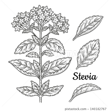 Stevia rebaudiana medical flower plant stem botanical sketch. Sweet sugar substitute. Green garden blooming herb, leaves. Diabetic sweetener health diet food. Vintage engraving. Line hand drawn vector Stevia rebaudiana medical flower plant stem botanical sketch. Sweet sugar substitute. Green garden blooming herb, leaves. Diabetic sweetener health diet food. Vintage engraving. Line hand drawn vector 140182767
