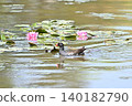 Moorhens at the water lily pond 140182790