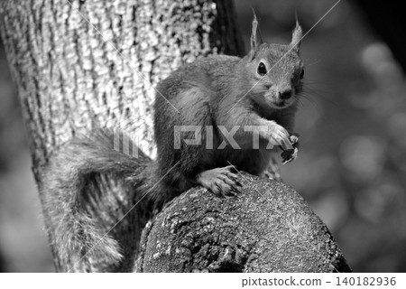 Squirrel sitting on a tree trunk in black and white Squirrel sitting on a tree trunk in black and white 140182936