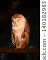 A barn owl emerges from the darkness 140182983