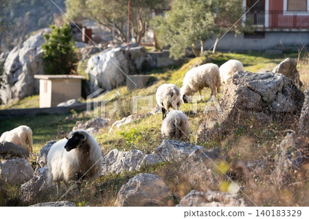 Sheep graze in a pasture in the mountains. Sheep graze in a pasture in the mountains. 140183329