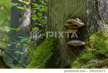 Bialowieza Forest old tree trunk with shelf mushroom and moss 140183673