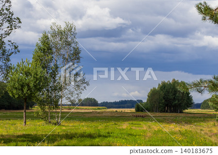 Podlaskie Voivodeship rural landscape with birches and cloudy sky 140183675