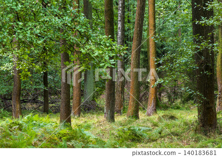 Lush green forest ground featuring ferns and trees Lush green forest ground featuring ferns and trees 140183681