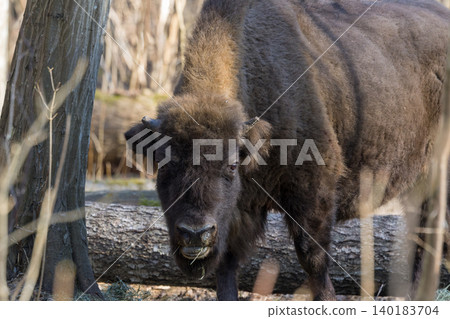 European bison wisent grazing in natural forest habitat 140183704