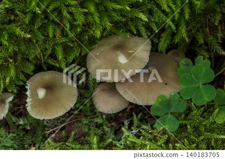 Mushrooms growing on forest floor with green moss 140183705