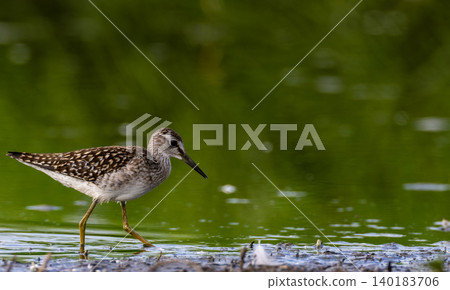Wood Sandpiper wading in Bialowieza Forest wetland 140183706