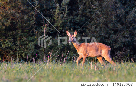 Roe deer walking in grassy meadow during golden hour Roe deer walking in grassy meadow during golden hour 140183708
