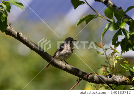 Common redstart bird perching on a tree branch Common redstart bird perching on a tree branch 140183712